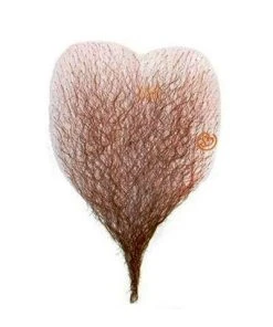 Chest Human Hair By Sepia Costume Wigs